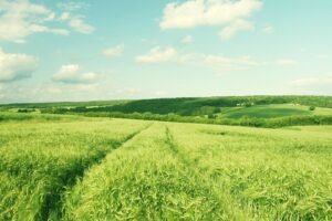 Аграріям збираються компенсувати витрати на вирощування енергетичних рослин
